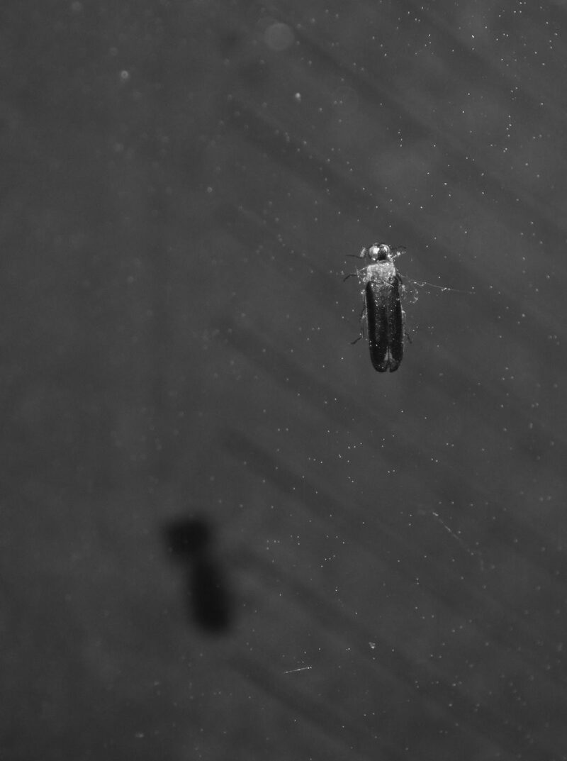 Speaking After the Body