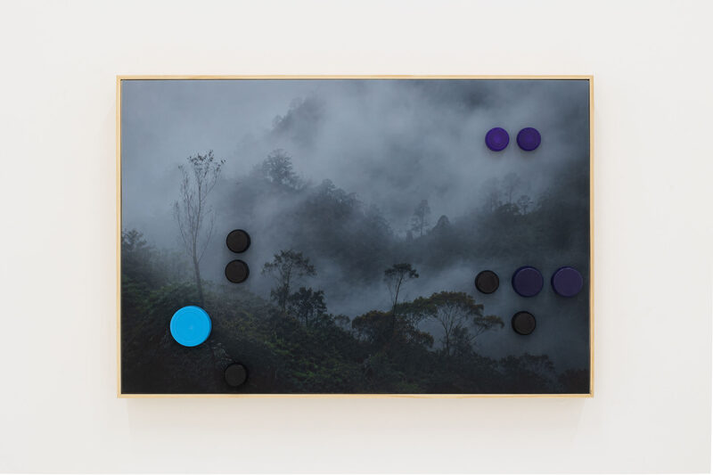 Neblina alrededor del árbol