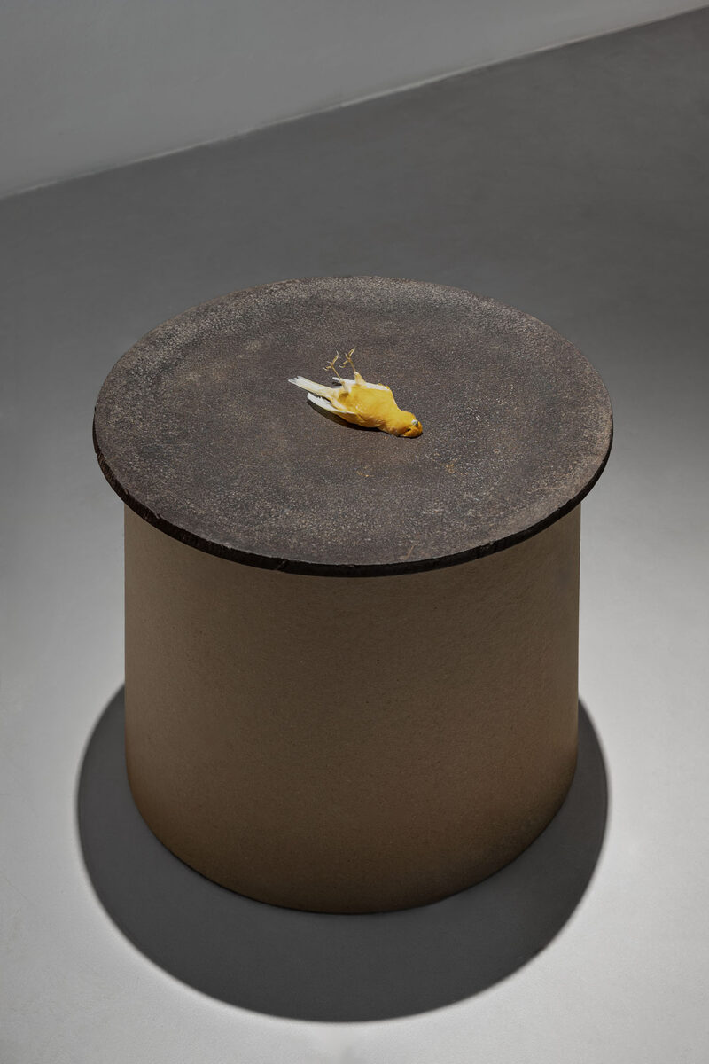 YELLOWSAKE - giallocanarino