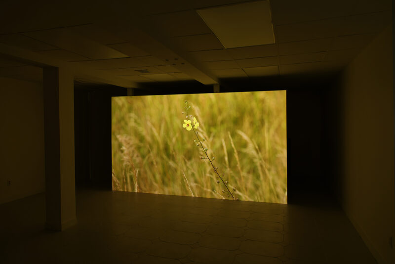 Michael Assiff: USA Flowers