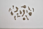 Wet Herbarium
