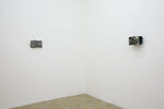 Animali degli Specchi