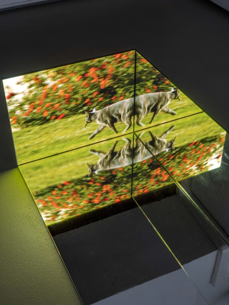 Confusion model into a butterfly