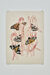Wet Herbarium