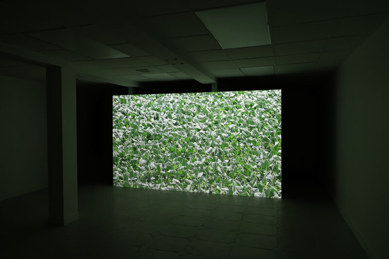 Michael Assiff: USA Flowers