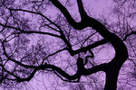Victoria's Trees