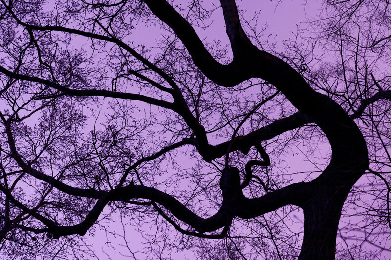 Victoria's Trees