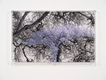 Ciphering African Acacias and Supreme Court Decisions