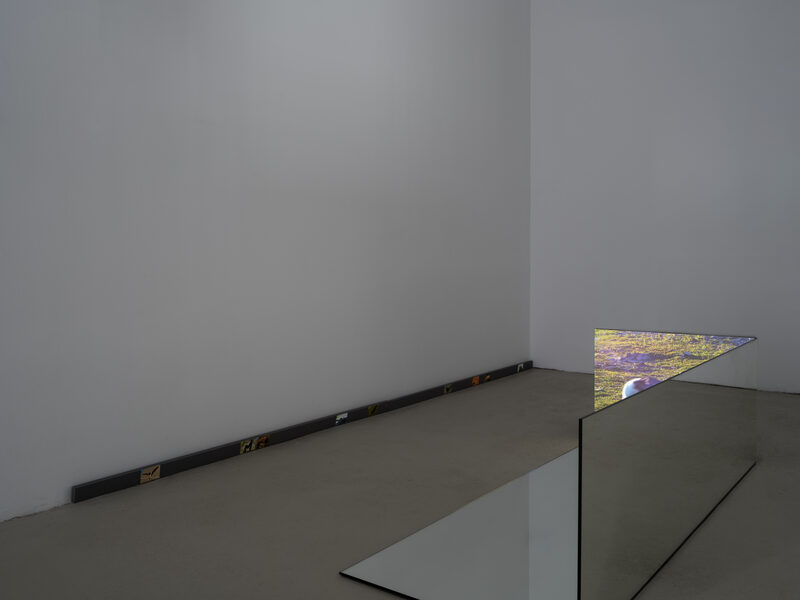 Confusion model into a butterfly